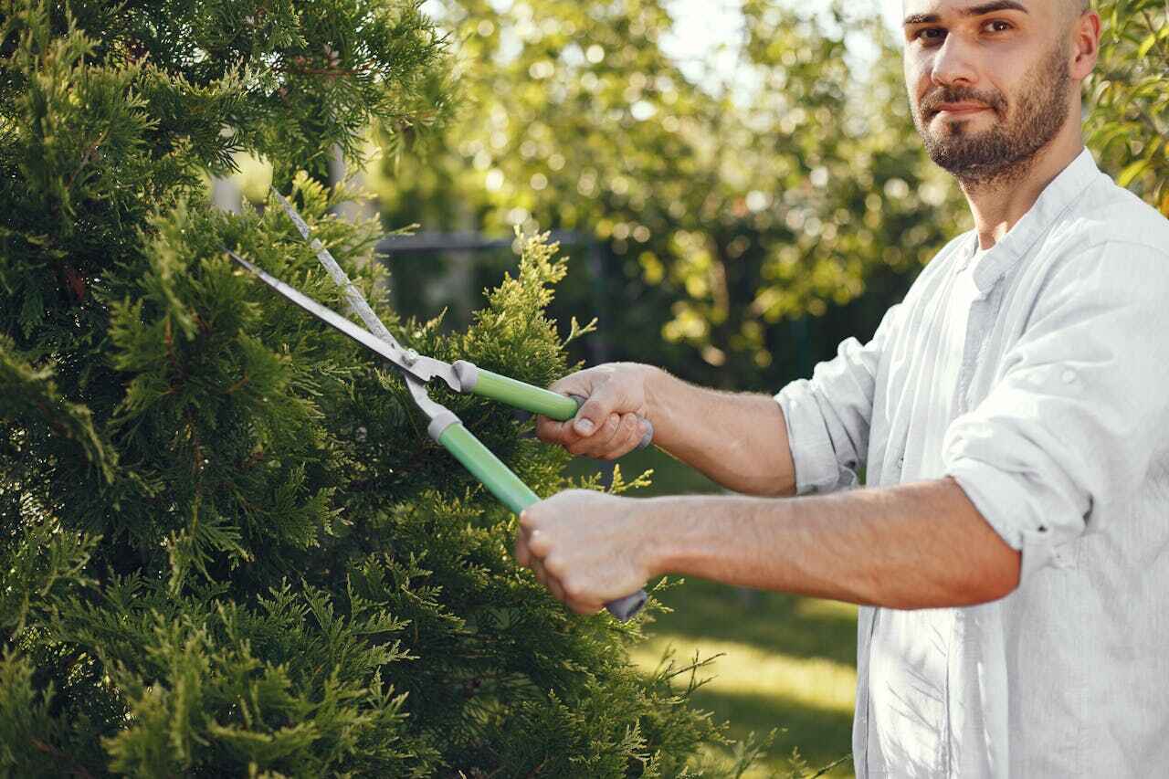 Best Tree Cutting Near Me  in Waseca, MN